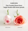 Pink Arbor Roses™